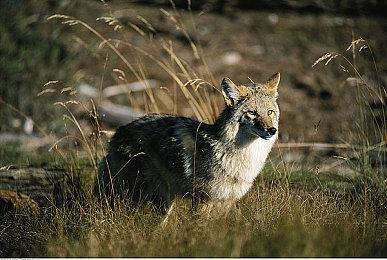 《魔兽世界》最新消息与开发更新 游戏更精彩！