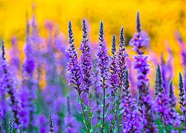 视觉小说《TIMEMOON》Steam页面开放 发行日期待定